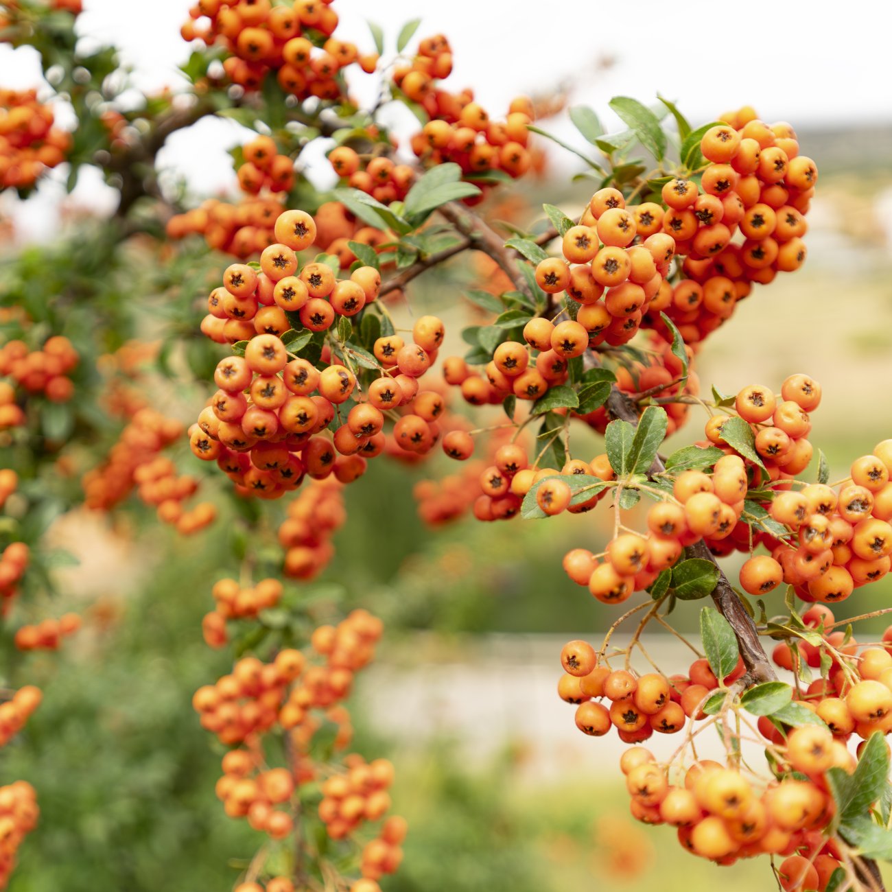 Obrázok Hlohyňa šarlátová (Pyracantha) ´ORANGE GLOW´ - výška 30-40 cm, kont. C3L